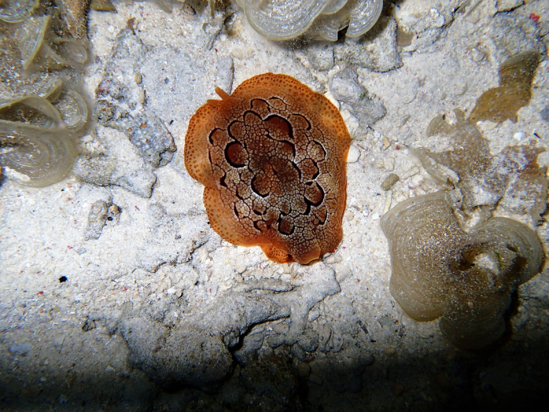 Утомленные снорком 5. Только Моалбоал, только снорк. Апрель 2017, 2018, 2019.