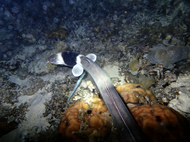 Утомленные снорком 5. Только Моалбоал, только снорк. Апрель 2017, 2018, 2019.