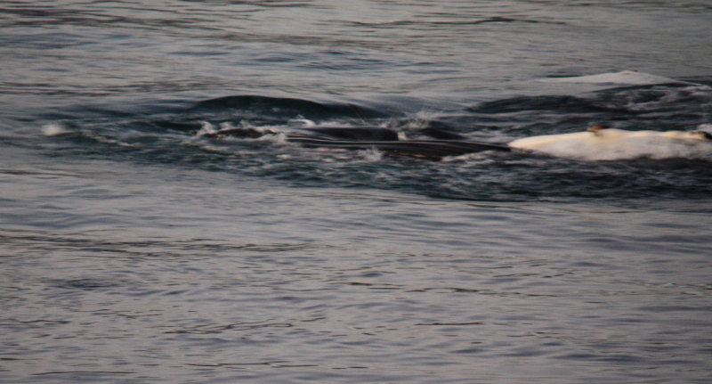 Наше арктическое путешествие или Север Норвегии в январе 2016