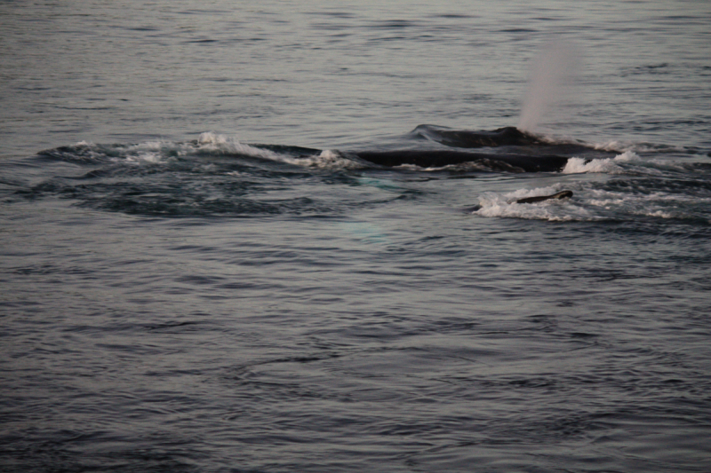 Наше арктическое путешествие или Север Норвегии в январе 2016