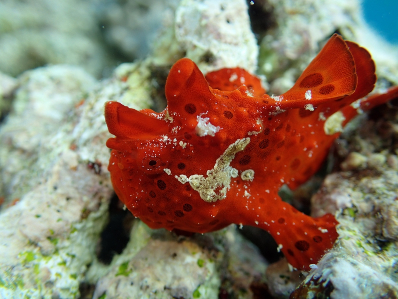 Утомленные снорком 5. Только Моалбоал, только снорк. Апрель 2017, 2018, 2019.