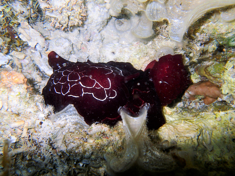 Утомленные снорком 5. Только Моалбоал, только снорк. Апрель 2017, 2018, 2019.