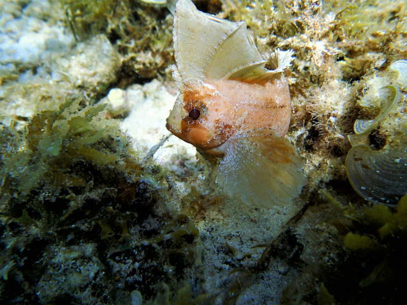 Утомленные снорком 5. Только Моалбоал, только снорк. Апрель 2017, 2018, 2019.