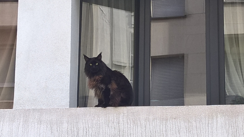 Кошки в нашей жизни. Кошки и все, что с ними связано.