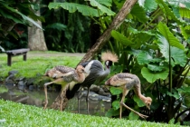 Бали (сёрф) - НГ2011 - Ломбок (треккенг на вулкан) - Гили