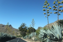 алоэ с соснами