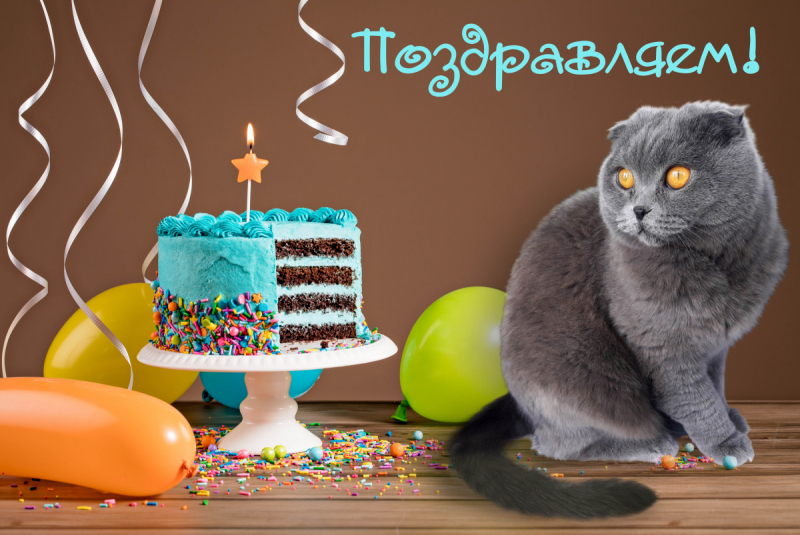 Кошки в нашей жизни. Кошки и все, что с ними связано.