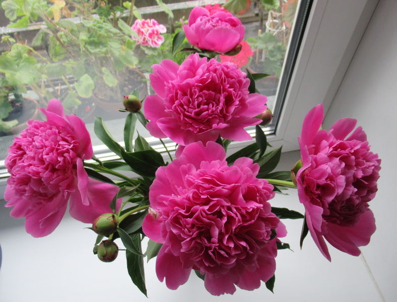 Кошки в нашей жизни. Кошки и все, что с ними связано.