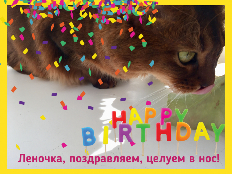 Кошки в нашей жизни. Кошки и все, что с ними связано.