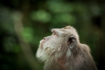 Бали (сёрф) - НГ2011 - Ломбок (треккенг на вулкан) - Гили