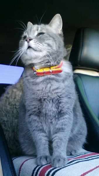 Кошки в нашей жизни. Кошки и все, что с ними связано.