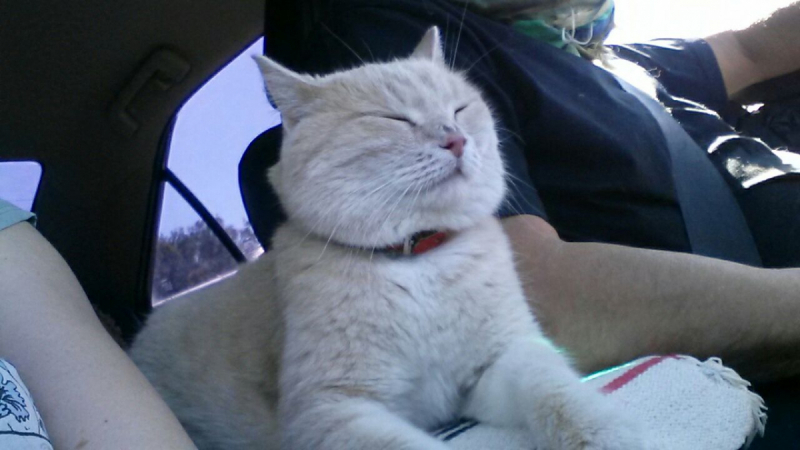 Кошки в нашей жизни. Кошки и все, что с ними связано.