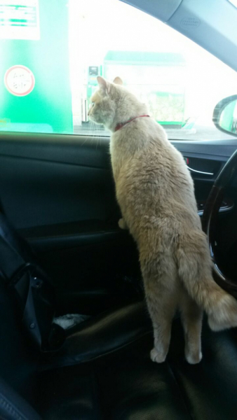 Кошки в нашей жизни. Кошки и все, что с ними связано.