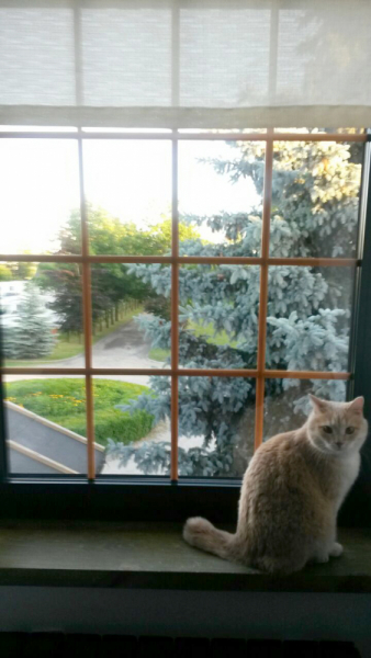 Кошки в нашей жизни. Кошки и все, что с ними связано.