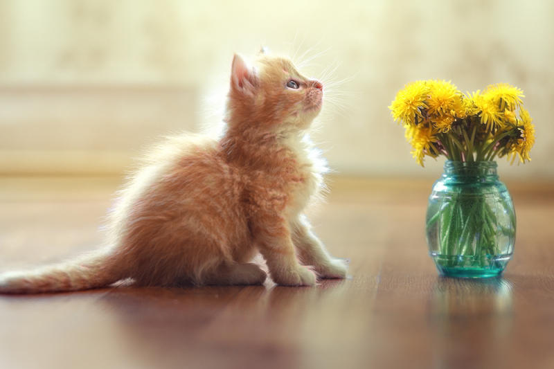 Кошки в нашей жизни. Кошки и все, что с ними связано.