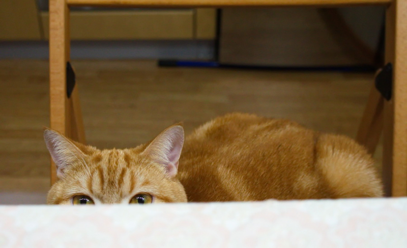 Кошки в нашей жизни. Кошки и все, что с ними связано.