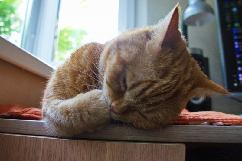 Кошки в нашей жизни. Кошки и все, что с ними связано.