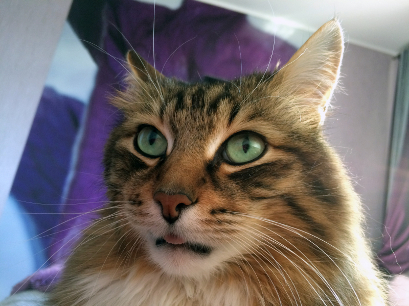 Кошки в нашей жизни. Кошки и все, что с ними связано.