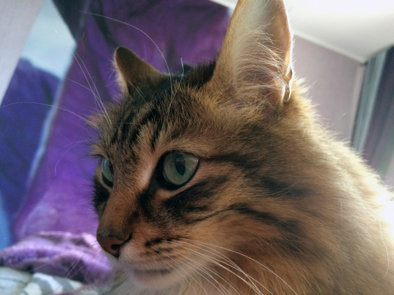 Кошки в нашей жизни. Кошки и все, что с ними связано.