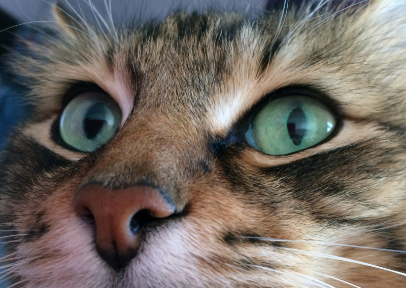 Кошки в нашей жизни. Кошки и все, что с ними связано.