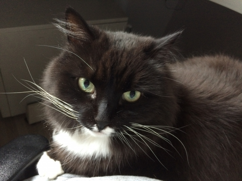 Кошки в нашей жизни. Кошки и все, что с ними связано.