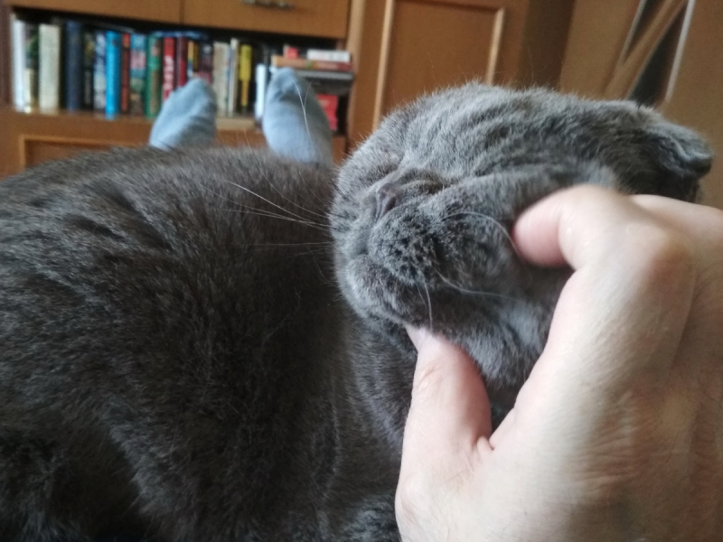 Кошки в нашей жизни. Кошки и все, что с ними связано.