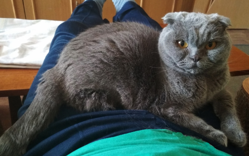 Кошки в нашей жизни. Кошки и все, что с ними связано.