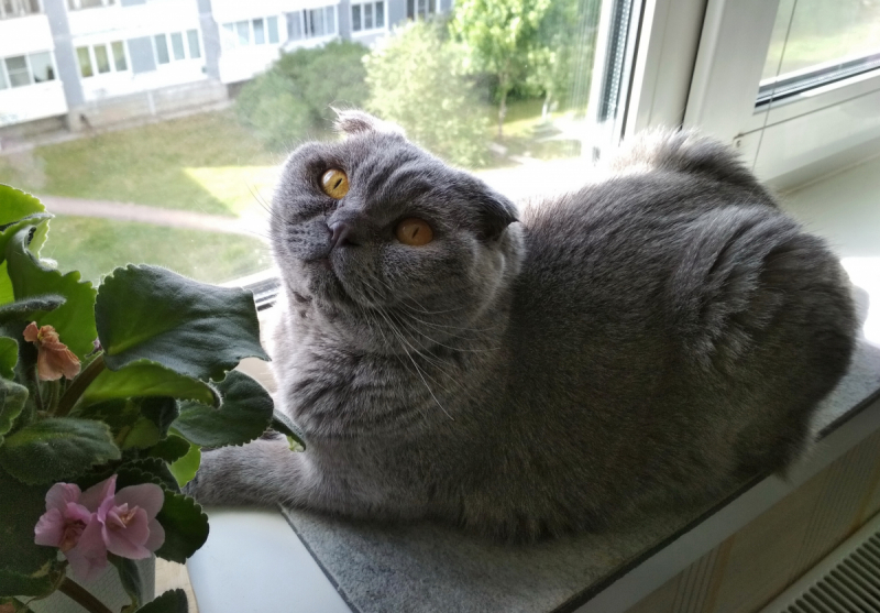 Кошки в нашей жизни. Кошки и все, что с ними связано.