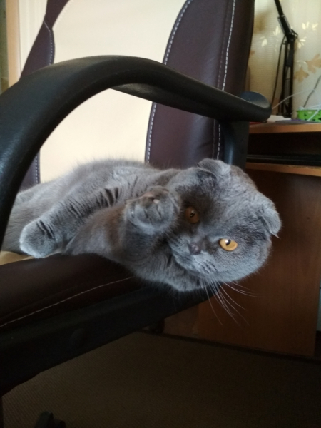 Кошки в нашей жизни. Кошки и все, что с ними связано.