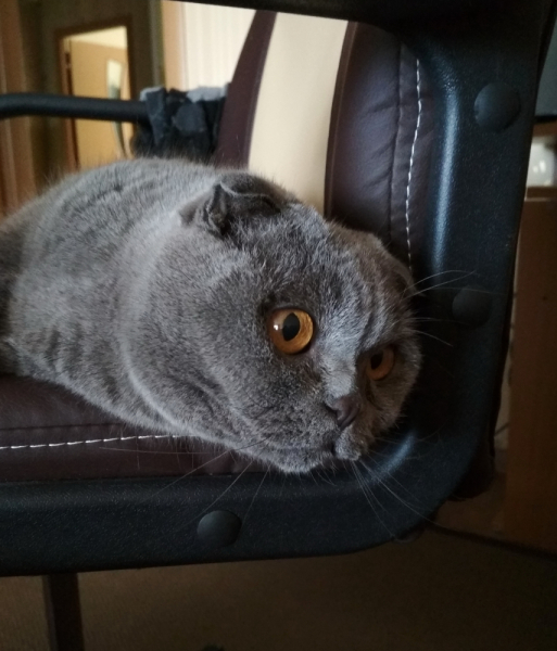 Кошки в нашей жизни. Кошки и все, что с ними связано.