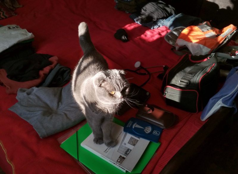 Кошки в нашей жизни. Кошки и все, что с ними связано.