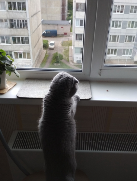 Кошки в нашей жизни. Кошки и все, что с ними связано.