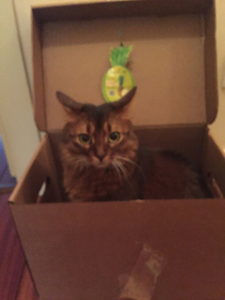 Кошки в нашей жизни. Кошки и все, что с ними связано.