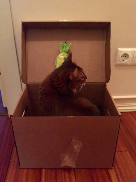 Кошки в нашей жизни. Кошки и все, что с ними связано.