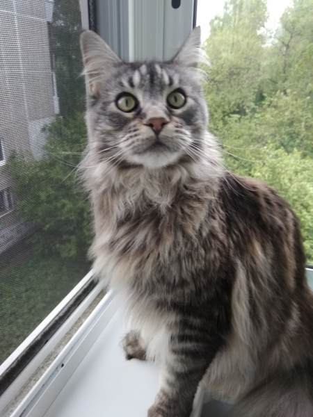 Кошки в нашей жизни. Кошки и все, что с ними связано.