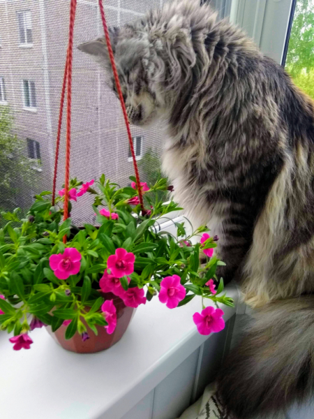 Кошки в нашей жизни. Кошки и все, что с ними связано.