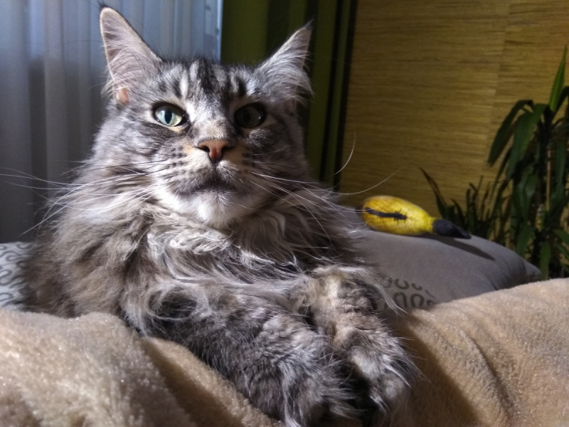 Кошки в нашей жизни. Кошки и все, что с ними связано.