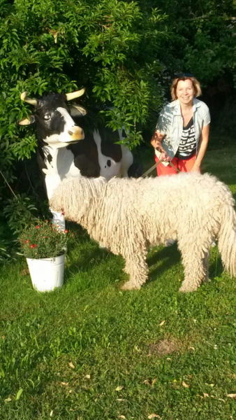 Кошки в нашей жизни. Кошки и все, что с ними связано.