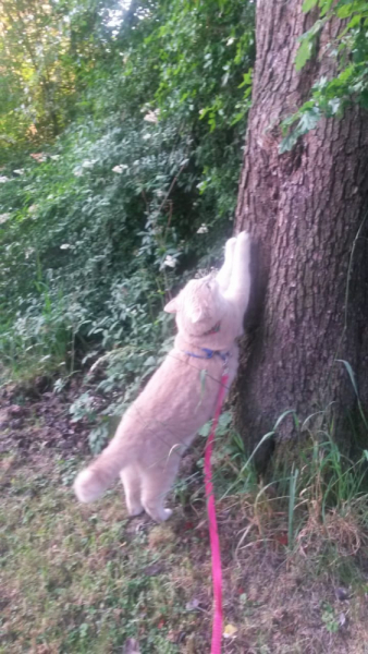 Кошки в нашей жизни. Кошки и все, что с ними связано.