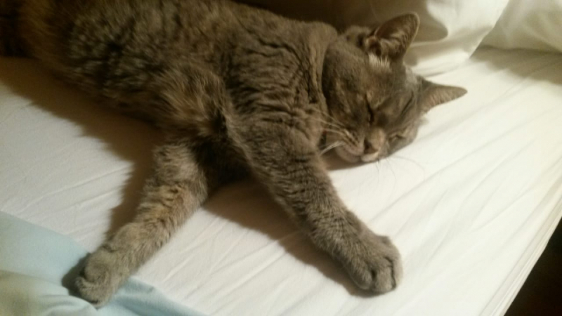 Кошки в нашей жизни. Кошки и все, что с ними связано.