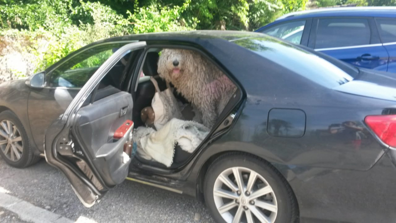 Кошки в нашей жизни. Кошки и все, что с ними связано.