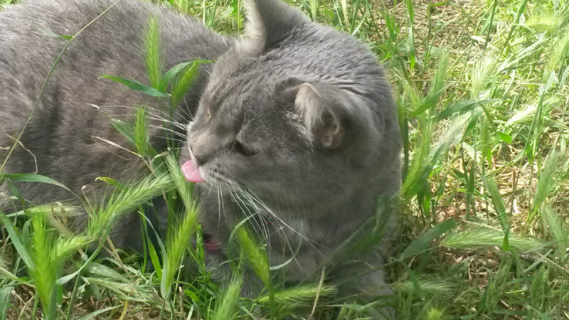 Кошки в нашей жизни. Кошки и все, что с ними связано.