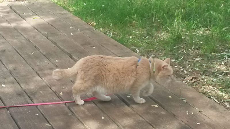 Кошки в нашей жизни. Кошки и все, что с ними связано.