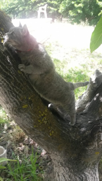 Кошки в нашей жизни. Кошки и все, что с ними связано.