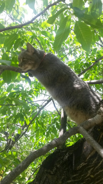 Кошки в нашей жизни. Кошки и все, что с ними связано.