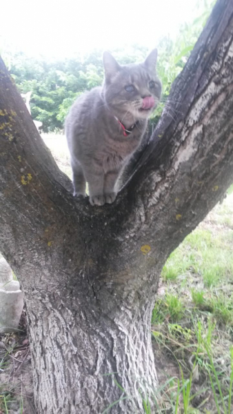 Кошки в нашей жизни. Кошки и все, что с ними связано.