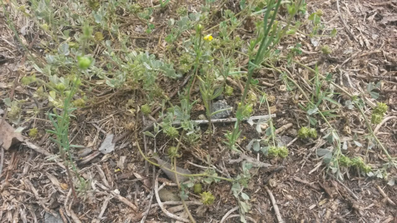 Кошки в нашей жизни. Кошки и все, что с ними связано.