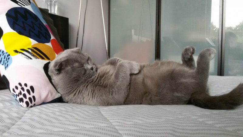 Кошки в нашей жизни. Кошки и все, что с ними связано.