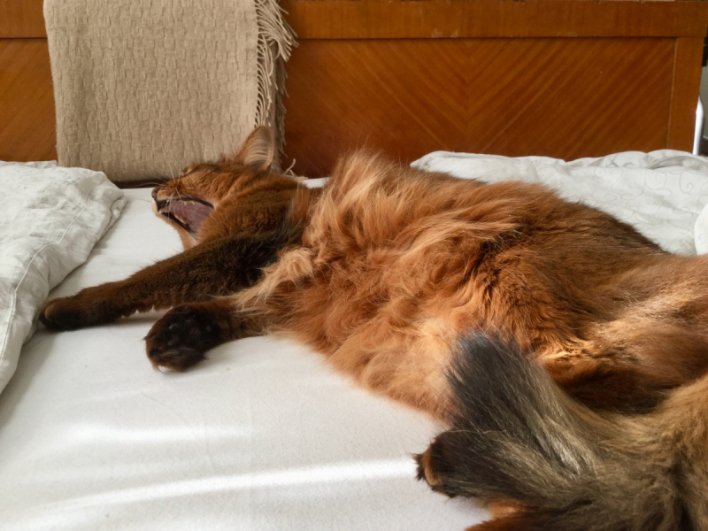 Кошки в нашей жизни. Кошки и все, что с ними связано.