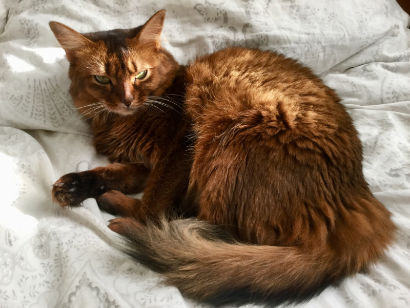 Кошки в нашей жизни. Кошки и все, что с ними связано.